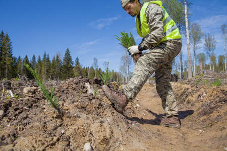 A forest worker is planting tree seedlings on the site of a felled forest.