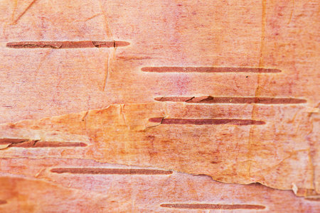 Birch bark. close-up photo. macro photographyの写真素材