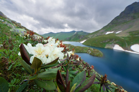 Selective focus on flowers. Defocused background. Mountain rhododendrons bloom on the shore of the lake.の写真素材