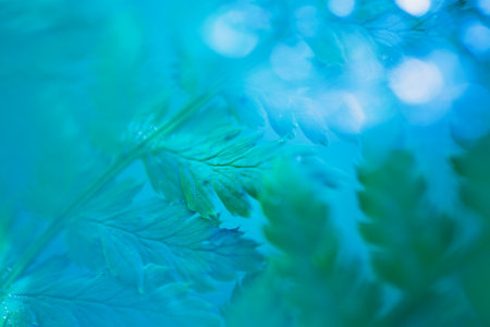 Artistic composition and light. soft focus. Fern leaves. background image.の写真素材