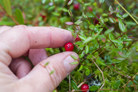 The fingers hold a red cranberry.の写真素材