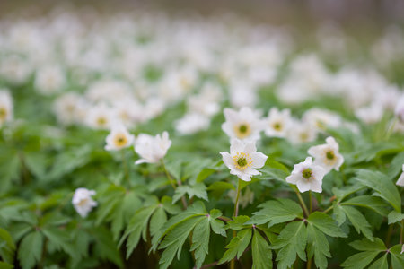 Shallow depth of field. white snowdrops bloom in the forest. close-up photo.の写真素材