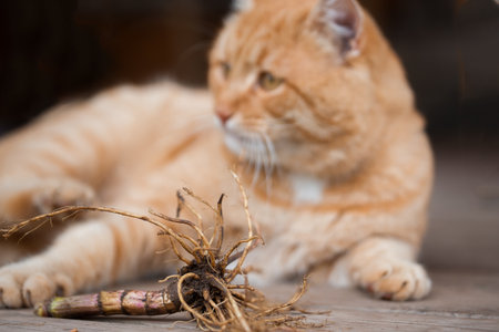 unfocused background. Soft focus on the valerian root. Valerian root in the foreground. In the background lies a contented ginger cat.の写真素材