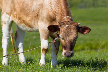 A young bull grazes in a meadow.の写真素材