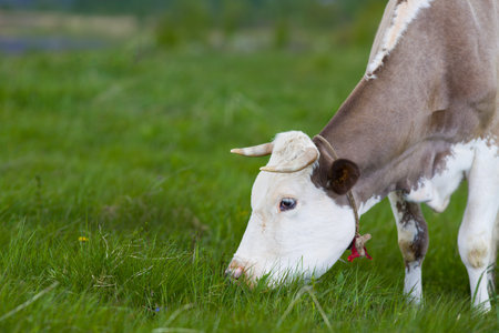 A dairy cow eats grass in a meadow.の写真素材