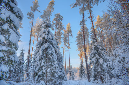 Winter forest. Trees covered with snow. fluffy snow. Frosty weather.の写真素材