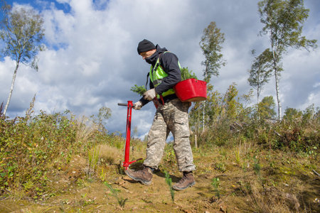 Forest worker plants tree seedlings.の写真素材