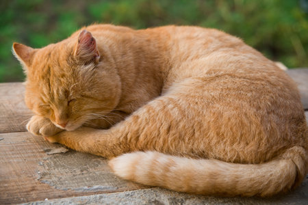 A red cat sleeps on old boards.の写真素材