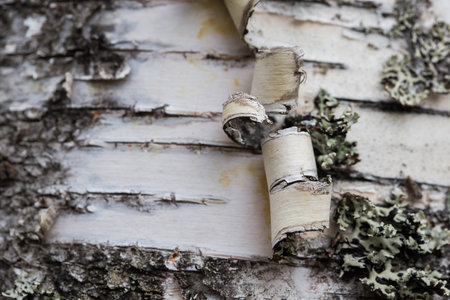 Birch bark. Natural natural material.の写真素材