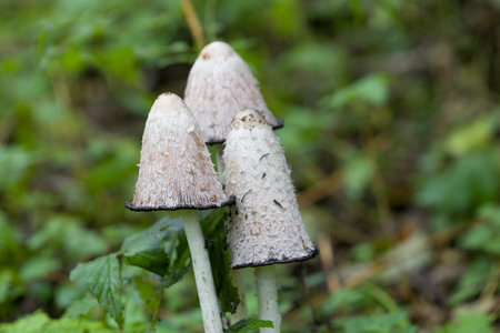 Hallucinogenic mushrooms containing psilocybin. Defocused background. Shallow depth of field.