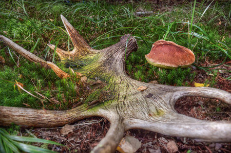 Discarded elk antlers lie on the ground. An edible porcini mushroom grows nearby.の写真素材