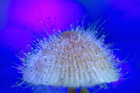 Fungal mold on a mushroom containing psilocybin. Selective focus. Macro photography.