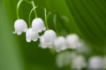 Soft focus, defocused background. Spring flowers lilies of the valley.の写真素材
