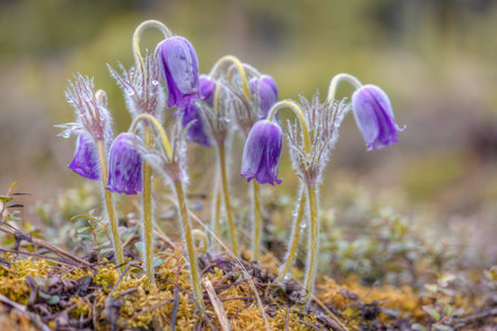 Beautiful spring flowers grow in the forest.の写真素材