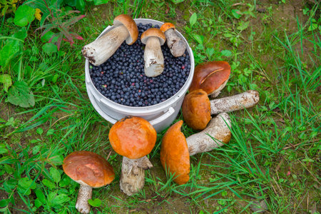 Berries and mushrooms collected in the forest.の写真素材