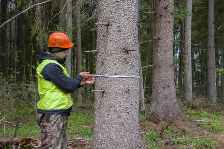 A forest engineer inspects forest plantations.の写真素材