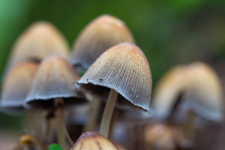 Hallucinogenic mushrooms. Selective focus. psilocybin mushrooms.の写真素材
