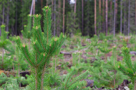 Young pine trees planted by man.の写真素材