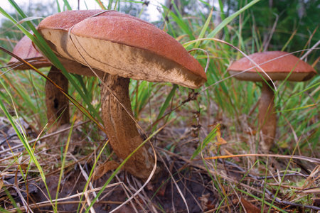 Edible boletus mushrooms grow in the grass.の写真素材