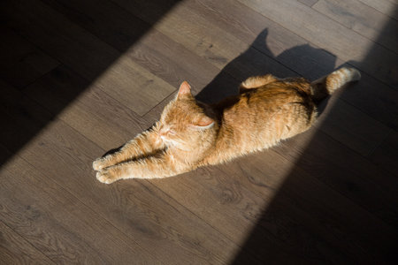 A beautiful red cat lies on the floor, illuminated by sunlight.の写真素材