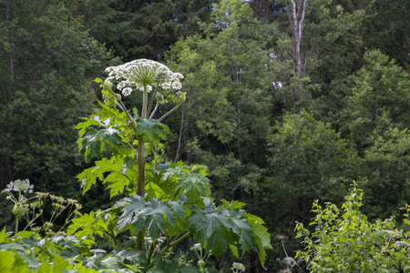 The weed plant Sosnowsky hogweed grows against the background of the forest.の写真素材