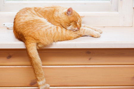 The red cat sleeps sweetly on the windowsill.の写真素材