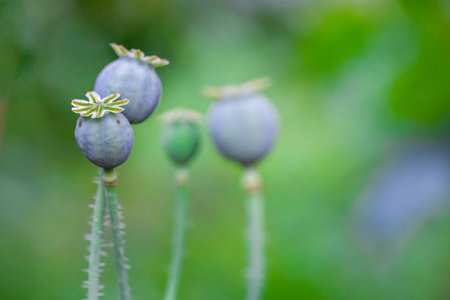 A box of poppy seeds in a natural environment.の写真素材