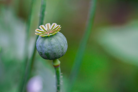 A box of poppy seeds in a natural environment.の写真素材