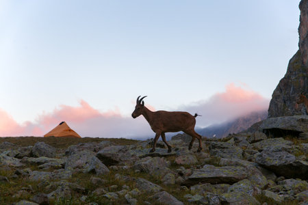 Silhouettes of a mountain goat against the sky.の写真素材