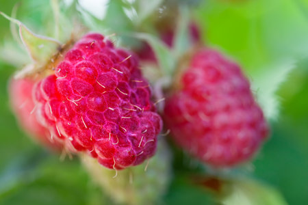 Red raspberries, close-up photo.の写真素材
