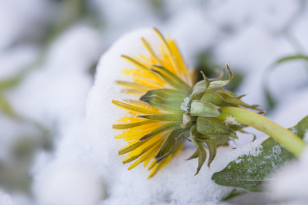 Fresh fallen snow on a yellow dandelion flower.の写真素材