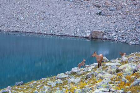 Wild mountain goat with kids on the shore of the lake.の写真素材