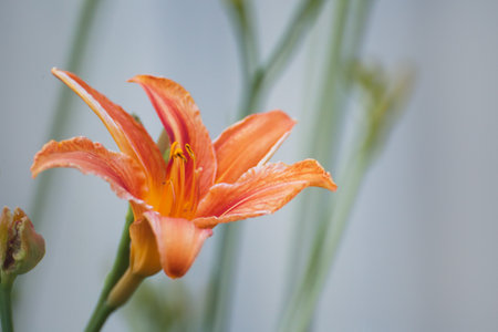 Red lily flower. Close-up photo. Shallow depth of field.の写真素材