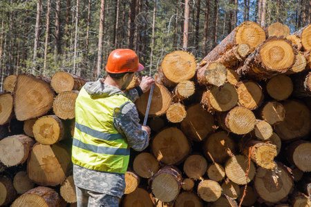 A man in work clothes works in the forest. Forestry industry worker.
