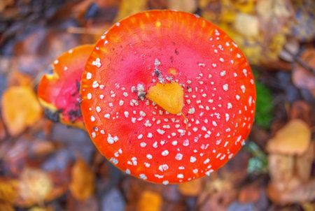 Fly agaric mushrooms in their natural environment.の写真素材