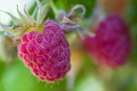 Raspberry berries close-up on a green background.の写真素材