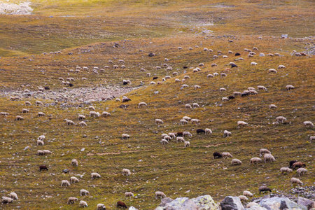 rams and sheep graze on the mountainside.の写真素材