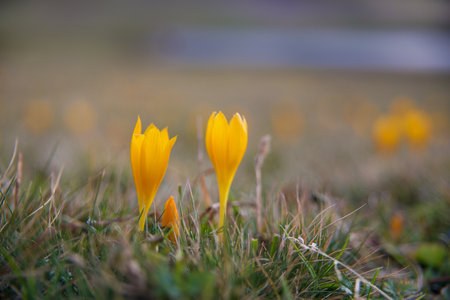 Beautiful yellow flowers growing in the mountains.の写真素材