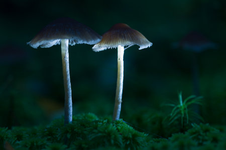mushrooms, psilocybin, hallucinogenic, psychotropic, psychedelic, hallucinations, fungi, poison,...