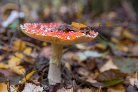 Red fly agaric in its natural habitat.の写真素材
