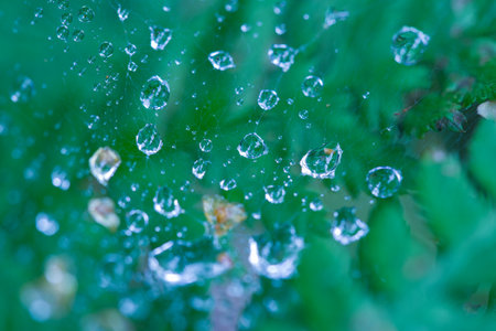 Droplets of water hang on a web on a green background.の写真素材