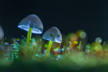 Mushrooms containing psilocybin.の写真素材