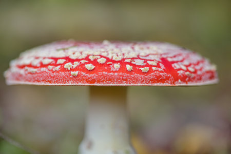 Red fly agaric cap close-up.