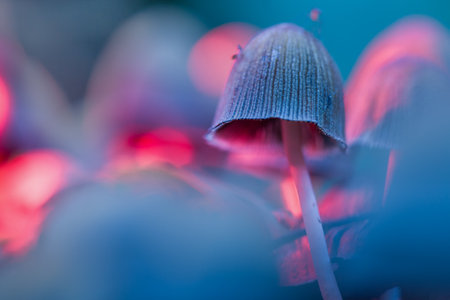 Mushrooms containing psilocybin. Close-up. Defocused background.