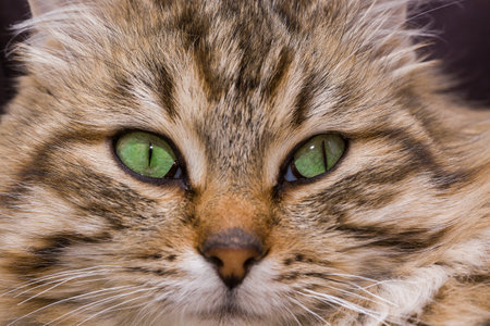 Close-up of a cat's face on a black background. Selective focus on eyes.の写真素材