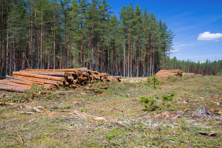 The harvested timber lies in a stack in the logging area.の写真素材