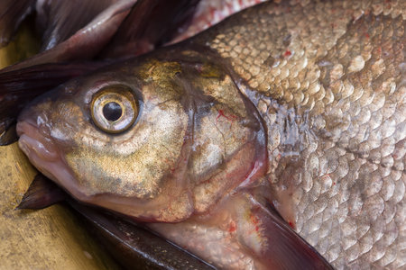 River fish breath. Photo close-up.の写真素材