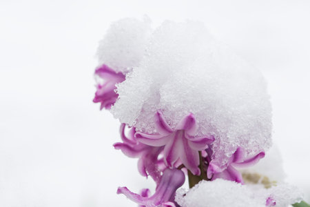 Snow lies on purple spring flowers.の写真素材