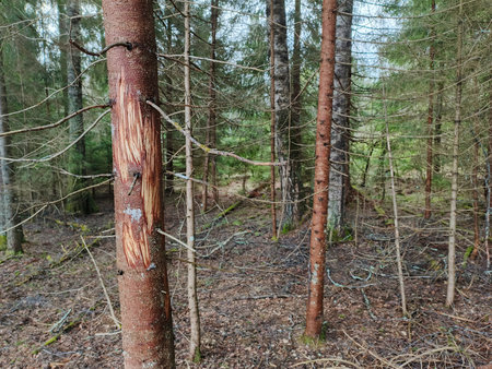 Bear claw marks on a tree trunk.の写真素材