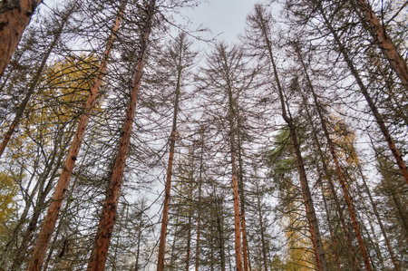 Drying coniferous forest. Trunks of dead trees.